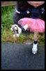 Alixir-blythe_Pullip_rollers_patins_rose_zoom.jpg