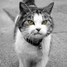 brickcat