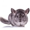 Unfriendly Rodent