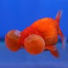 GoldfishMage