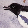 Starling