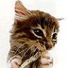 diamondcat