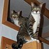 Jcat