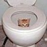 Kittynoodle
