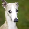 Whippet