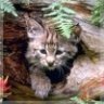 little Kat