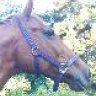 Horselover