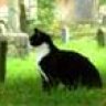 Abbeycat104
