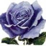 BlueRoseSama