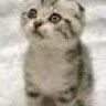 Lynxx
