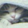 bastet_gatita