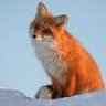 Foxxx