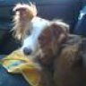 woofy