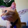 Fay kitten