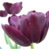 BlackTulip213