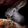 Dark Bunny