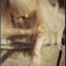 GypsyRain