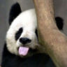 Pink_Panda