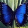 Elfleidy