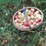 muffin_elfa