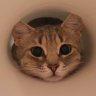 cat199425