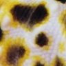 Geckomama