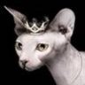 White Queen