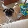 Ilovemypugs