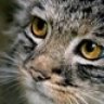 lynx