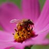 waspandbee