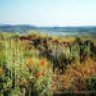 meadow