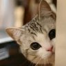 lazy cat