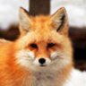 StrangeFoxes
