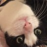 eKitten