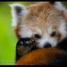 PandaXFlame