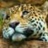 ZodiacLeopard