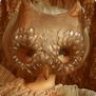 bird sirin