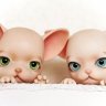 lilyobbo