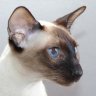 Siamcat