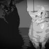 Cat_a_tonic27