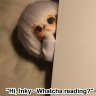inky_doric