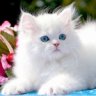 Pushistichka
