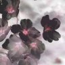 Blacksakura