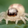 IttyBittySpider