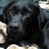 Black Dog