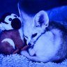 bluefoxy