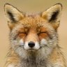 LaughingFox12