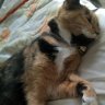 ReinaKitty