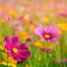 AsterRose