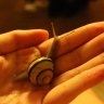 mollusk